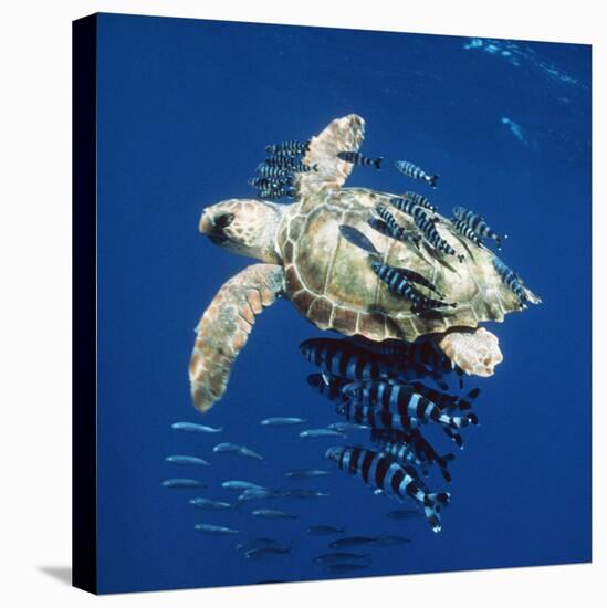 Loggerhead Turtle Juvenile with Pilot Fish-null-Premier Image Canvas