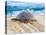 Loggerhead Turtle, Nagata, Kagoshima, Yakushima, Japan-Rob Tilley-Premier Image Canvas