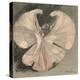 Loie Fuller (Mary Louise Fuller) American Dancer at the Folies Bergere Paris-Th?ophile Alexandre Steinlen-Premier Image Canvas