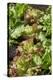 Lollo bionda, Lollo rosso, salad, curled lettuce, Lactuca sativa var. crispa,-David & Micha Sheldon-Stretched Canvas