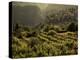 Lombardy, Lake District, Lake Garda, Tremosine Plateau, Sermerio, Vineyards, Italy-Walter Bibikow-Premier Image Canvas