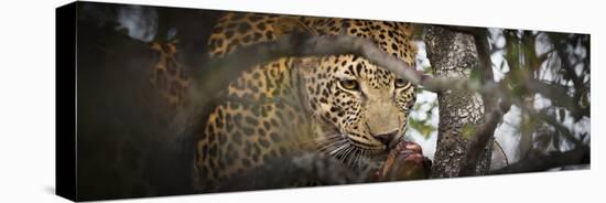 Londolozi Game Reserve, South Africa. Leopard Eating in a Tree-Janet Muir-Premier Image Canvas