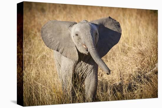 Londolozi Game Reserve, South Africa. Young Bush Elephant-Janet Muir-Premier Image Canvas