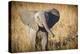 Londolozi Game Reserve, South Africa. Young Bush Elephant-Janet Muir-Premier Image Canvas