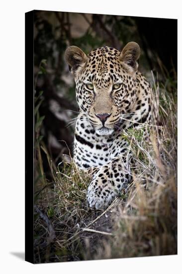 Londolozi Reserve, South Africa. Close-up of Leopard Resting in a Tree-Janet Muir-Premier Image Canvas