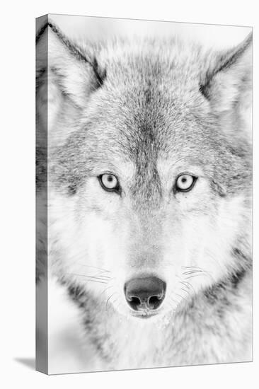 Lone Alaskan Gray Wolf II-Danita Delimont-Premier Image Canvas