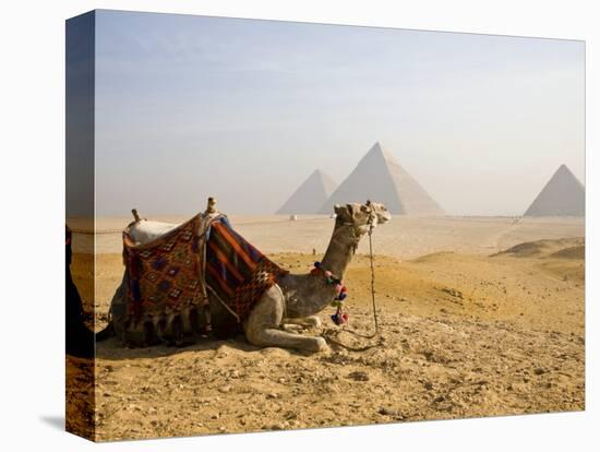 Lone Camel Gazes Across the Giza Plateau Outside Cairo, Egypt-Dave Bartruff-Premier Image Canvas