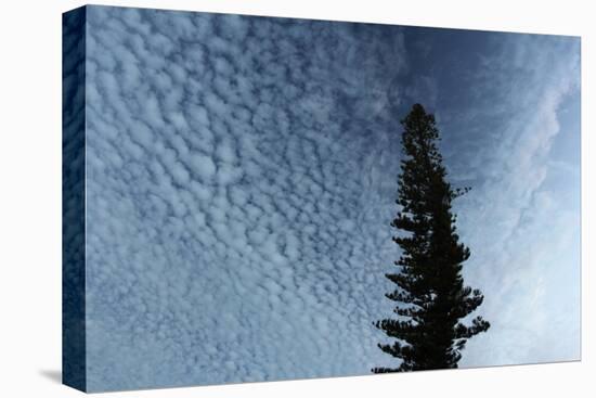 Lone Cedar Sky-Robert Goldwitz-Premier Image Canvas