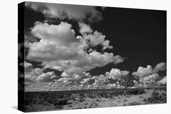 Lone Cedar Tree, New Mexico-Steve Gadomski-Premier Image Canvas