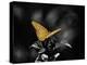 Lone Colored Butterfly I-Gail Peck-Premier Image Canvas