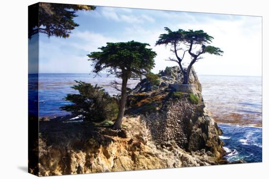 Lone Cypress 2-Alan Hausenflock-Premier Image Canvas