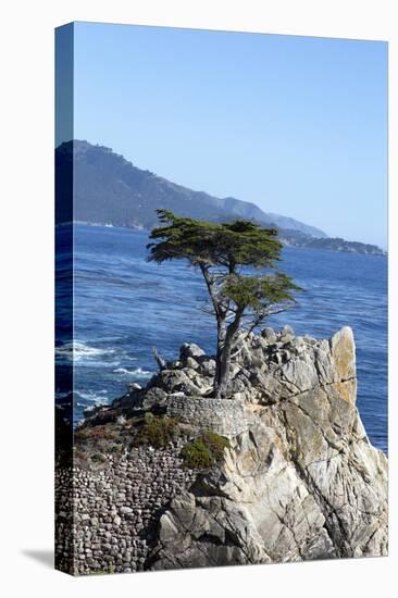 Lone Cypress on the 17-Mile Drive, Monterey Peninsula, California-Carol Highsmith-Stretched Canvas