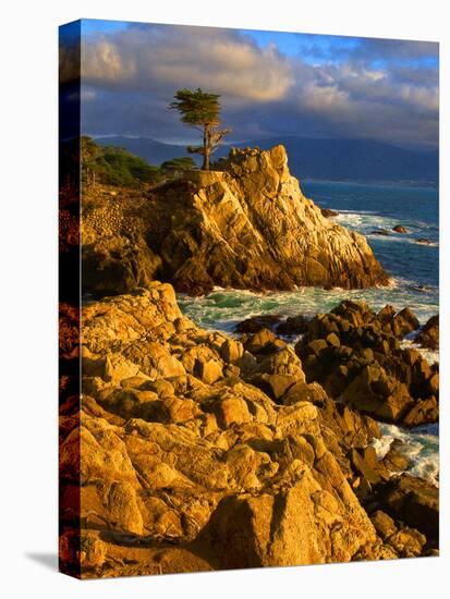 Lone cypress on the coast, Pebble Beach, Monterey County, California, USA-null-Premier Image Canvas