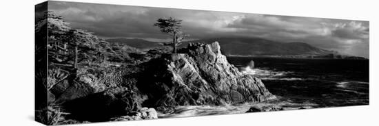 Lone cypress on the coast, Pebble Beach, Monterey County, California, USA-null-Premier Image Canvas