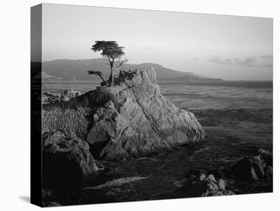 Lone Cypress Tree on Rocky Outcrop at Dusk, Carmel, California, USA-Howell Michael-Premier Image Canvas