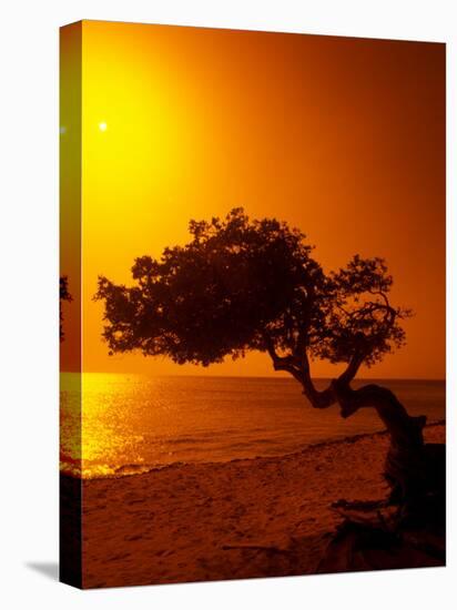 Lone Divi Divi Tree at Sunset, Aruba-Bill Bachmann-Premier Image Canvas