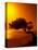 Lone Divi Divi Tree at Sunset, Aruba-Bill Bachmann-Premier Image Canvas