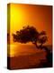 Lone Divi Divi Tree at Sunset, Aruba-Bill Bachmann-Premier Image Canvas