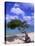 Lone Divi Tree, Aruba, Caribbean-Bill Bachmann-Premier Image Canvas