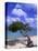 Lone Divi Tree, Aruba, Caribbean-Bill Bachmann-Premier Image Canvas