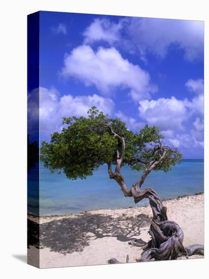Lone Divi Tree, Aruba, Caribbean-Bill Bachmann-Premier Image Canvas