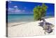 Lone Divi Tree on a Beach, Aruba-George Oze-Premier Image Canvas