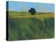 Lone Hedgerow Tree-Paul Bailey-Stretched Canvas
