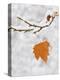 Lone Leaf Clings to a Snow-Covered Sycamore Tree Branch-Dennis Flaherty-Premier Image Canvas