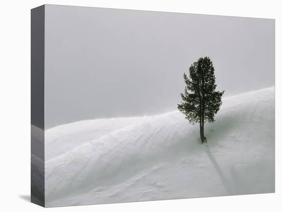 Lone Lodgepole Pine in the Snow-George Lepp-Premier Image Canvas