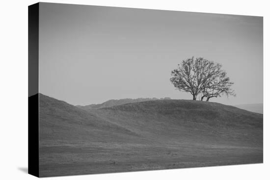 Lone Oak on Hillside, Petaluma California-null-Premier Image Canvas