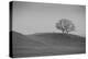 Lone Oak on Hillside, Petaluma California-null-Premier Image Canvas