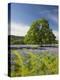 Lone Oak Standing in Field of Wildflowers with Tracks Leading by Tree, Texas Hill Country, Usa-Julie Eggers-Premier Image Canvas