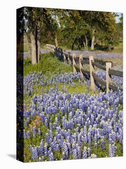 Lone Oak Tree Along Fence Line With Spring Bluebonnets, Texas, USA-Julie Eggers-Premier Image Canvas