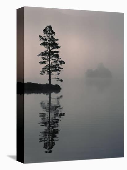 Lone Scots Pine, in Mist on Edge of Lake, Strathspey, Highland, Scotland, UK-Pete Cairns-Premier Image Canvas