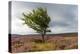 Lone tree amongst the heather, Yorkshire Moors, Yorkshire, England, United Kingdom, Europe-Karen Deakin-Premier Image Canvas