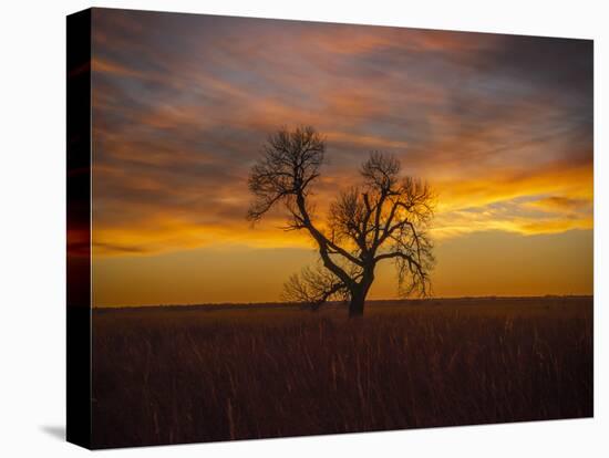 Lone tree at Quivira Game Refuge, Kansas-Michael Scheufler-Premier Image Canvas