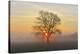 Lone tree at sunrise with morning mist, Dieburg, Darmstadt-Dieburg-District, Hesse, Germany-Raimund Linke-Premier Image Canvas