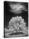 Lone Tree & Cloud, Green Bay, Wisconsin '12-Monte Nagler-Premier Image Canvas