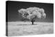 Lone tree in black and white Infrared-Michael Scheufler-Premier Image Canvas