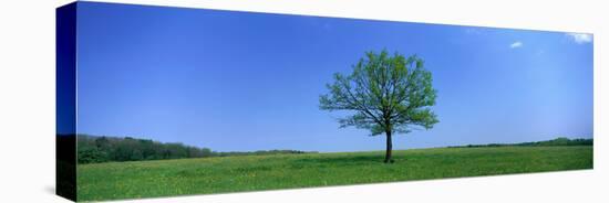 Lone Tree in Pasture Near Dijon France-null-Stretched Canvas