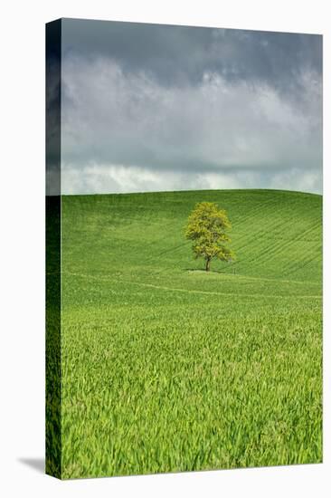 Lone Tree in Rolling Hills of Wheat-Terry Eggers-Premier Image Canvas