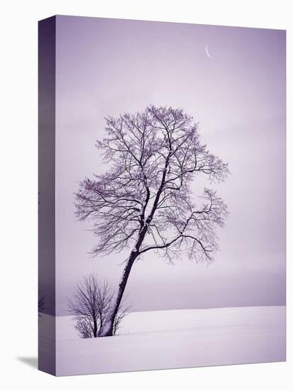 Lone Tree in Snow-Jim Zuckerman-Premier Image Canvas