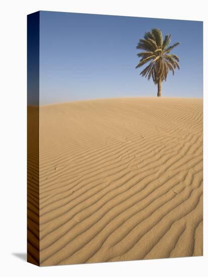 Lone Tree on Dune, Sahara Desert, Merzouga, Morocco, North Africa, Africa-Kim Walker-Premier Image Canvas