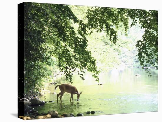 Lone White-Tailed Deer Drinking Water from Banks of Cheat River-John Dominis-Premier Image Canvas