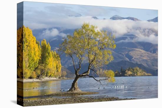 Lone willow tree growing at the edge of Lake Wanaka, autumn, Roys Bay, Wanaka, Queenstown-Lakes dis-Ruth Tomlinson-Premier Image Canvas