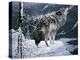 Lone Wolf-Jeff Tift-Premier Image Canvas