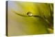 Lonely Green Drop-Heidi Westum-Premier Image Canvas