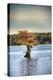 Lonely Little Cypress Tree-Jai Johnson-Premier Image Canvas