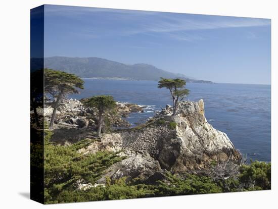 Lonely Pine on 17 Mile Drive Near Monterey, California, United States of America, North America-Donald Nausbaum-Premier Image Canvas