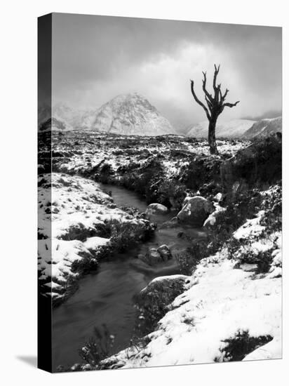 Lonely Tree in Rannoch Moor, Scotland, UK-Nadia Isakova-Premier Image Canvas